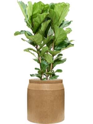 Ficus lyrata en Baq Raindrop