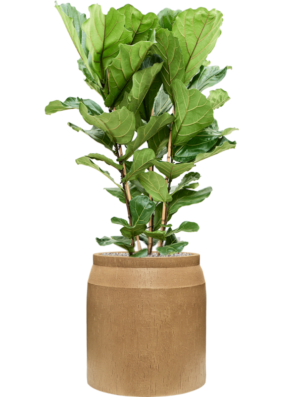 Ficus lyrata en Baq Raindrop