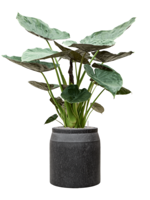 Alocasia Wentii en Baq Raindrop