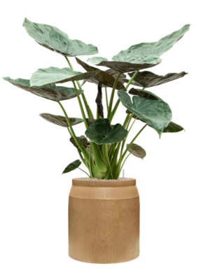 Alocasia Wentii en Baq Raindrop