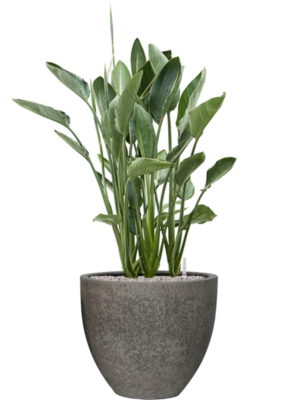 Strelitzia reginae en Cement & Stone