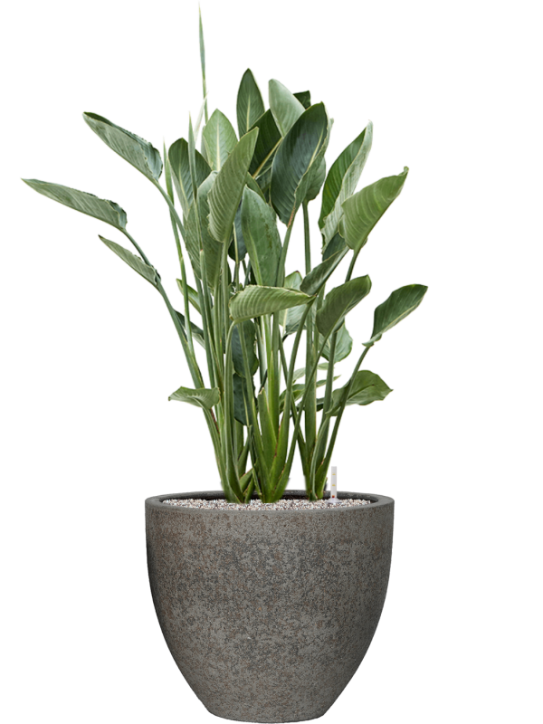 Strelitzia reginae en Cement & Stone, Pottery Pots