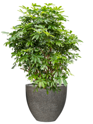 Schefflera arboricola 'Compacta' en Cement & Stone