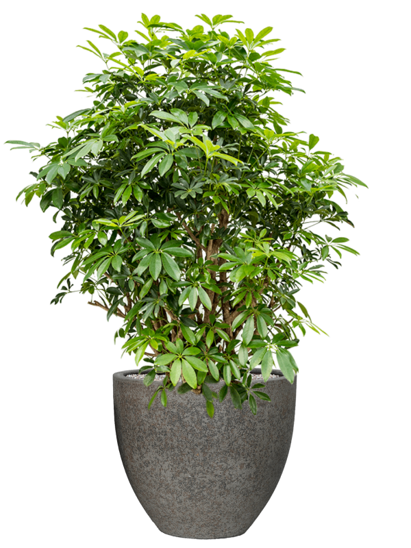 Schefflera arboricola 'Compacta' en Cement & Stone, Pottery Pots