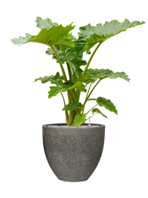 Alocasia 'Portodora' en Cement & Stone