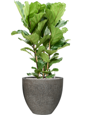 Ficus lyrata en Cement & Stone