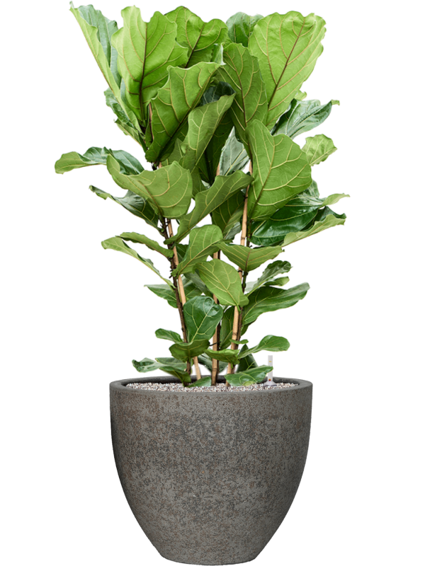 Ficus lyrata en Cement & Stone, Pottery Pots
