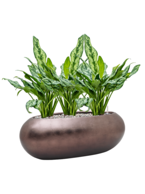 Aglaonema 'Miss Julliette' en Baq Metallic Silver leaf