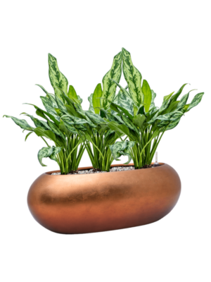 Aglaonema 'Miss Julliette' en Baq Metallic Silver leaf