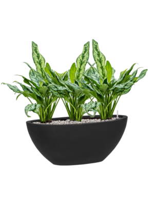 Aglaonema 'Miss Julliette' en Fiberstone