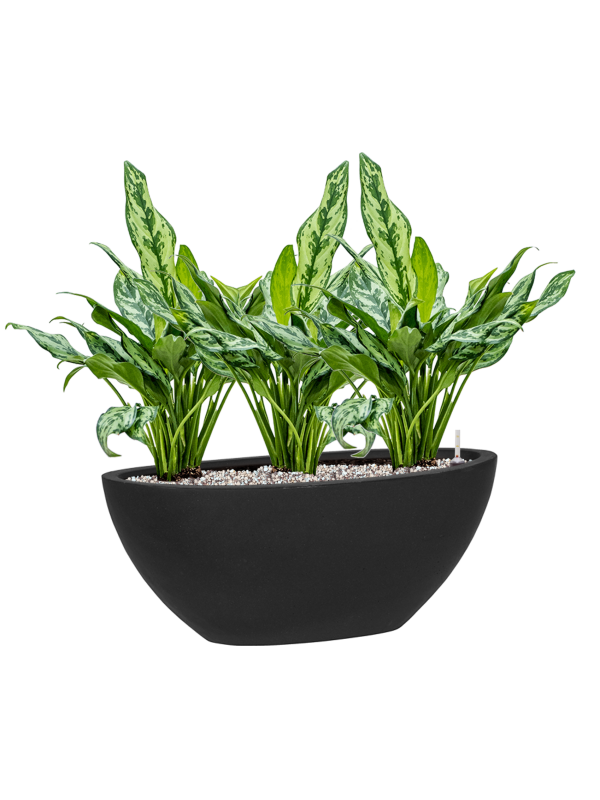 Aglaonema 'Miss Julliette' en Fiberstone, Pottery Pots