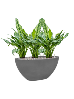 Aglaonema 'Miss Julliette' en Natural
