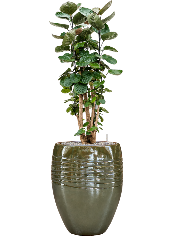 Aralia (polyscias) fabian en Traces, Private label