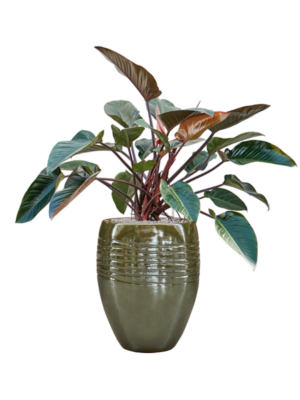 Philodendron 'Red Beauty' en Traces