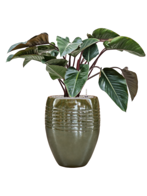 Philodendron 'Red Beauty' en Traces