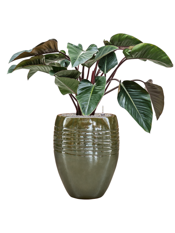Philodendron 'Red Beauty' en Traces, Private label