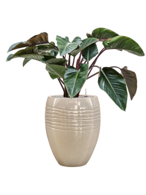 Philodendron 'Red Beauty' en Traces