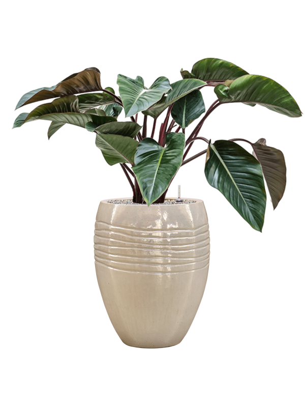 Philodendron 'Red Beauty' en Traces, Private label