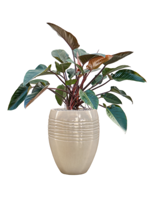 Philodendron 'Red Beauty' en Traces