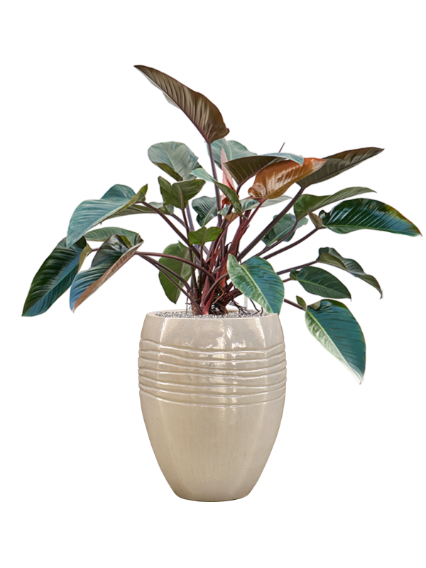 Philodendron 'Red Beauty' en Traces, Private label