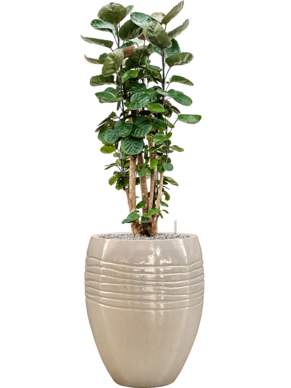 Aralia (polyscias) fabian en Traces, Private label