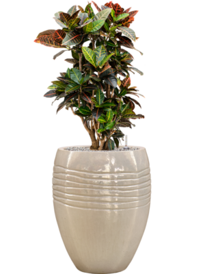 Croton (Codiaeum) variegatum 'Petra' en Traces