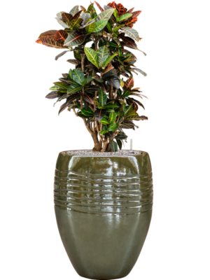 Croton (Codiaeum) variegatum 'Petra' en Traces