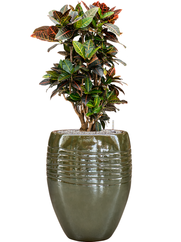 Croton (Codiaeum) variegatum 'Petra' en Traces, Private label