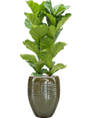 Ficus lyrata en Traces