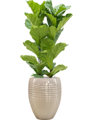 Ficus lyrata en Traces