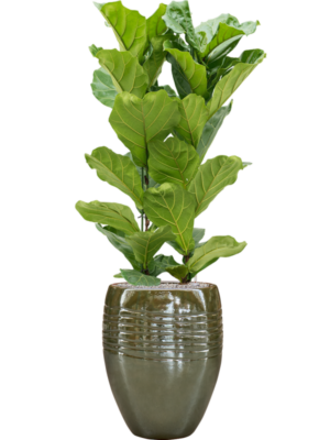 Ficus lyrata en Traces