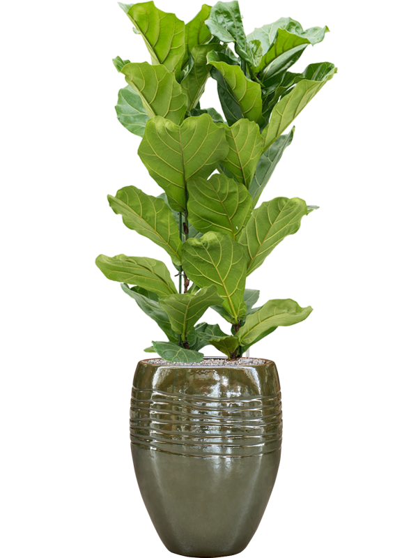 Ficus lyrata en Traces, Private label