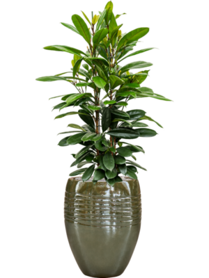 Ficus cyathistipula en Traces