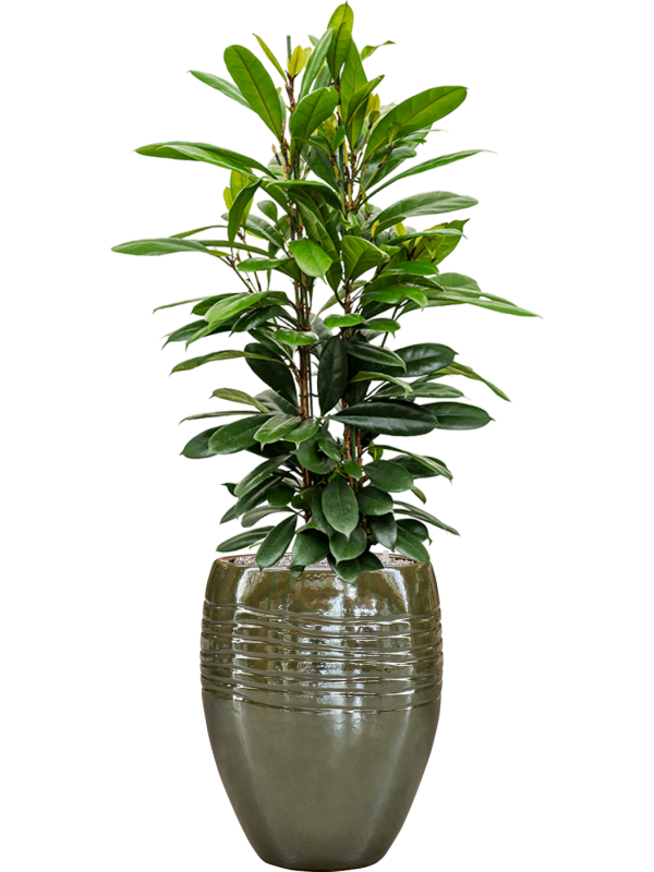 Ficus cyathistipula en Traces, Private label