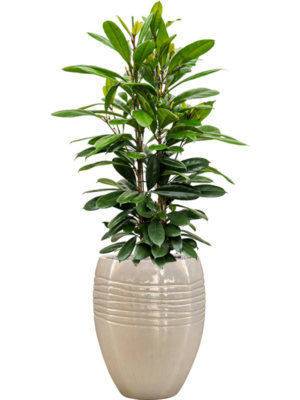 Ficus cyathistipula en Traces