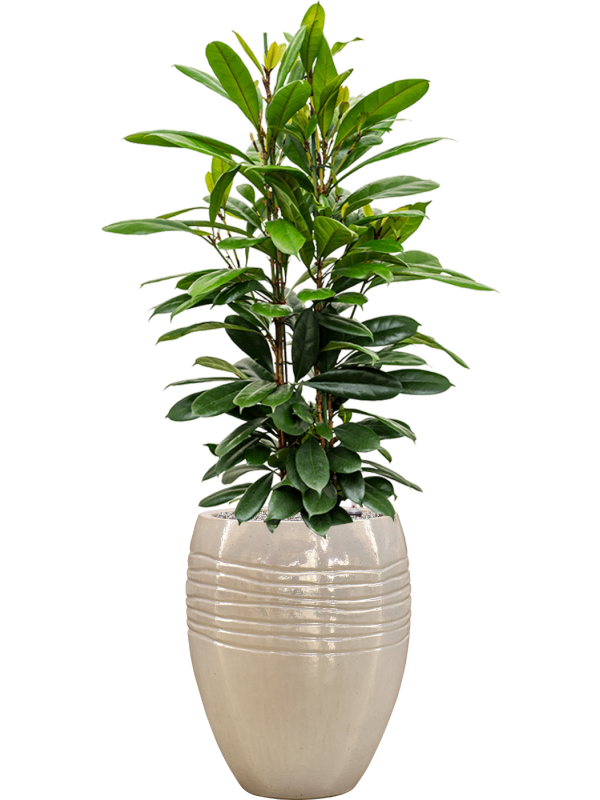 Ficus cyathistipula en Traces, Private label