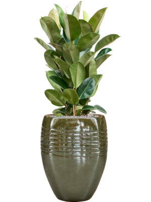Ficus elastica 'Robusta' en Traces