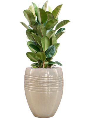 Ficus elastica 'Robusta' en Traces