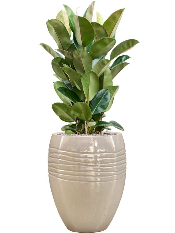 Ficus elastica 'Robusta' en Traces, Private label