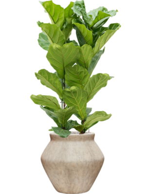 Ficus lyrata en Mineral