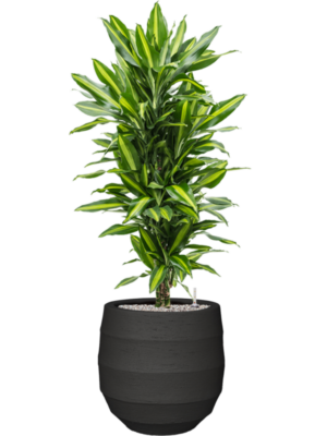 Dracaena fragrans 'Cintho' en Bordo