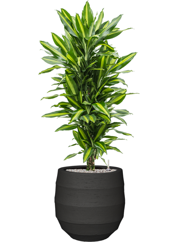 Dracaena fragrans 'Cintho' en Bordo, Luca Lifestyle