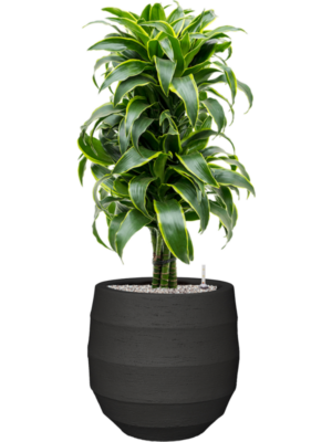Dracaena fragrans 'Dorado' en Bordo