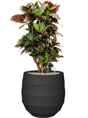 Croton (Codiaeum) variegatum 'Petra' en Bordo