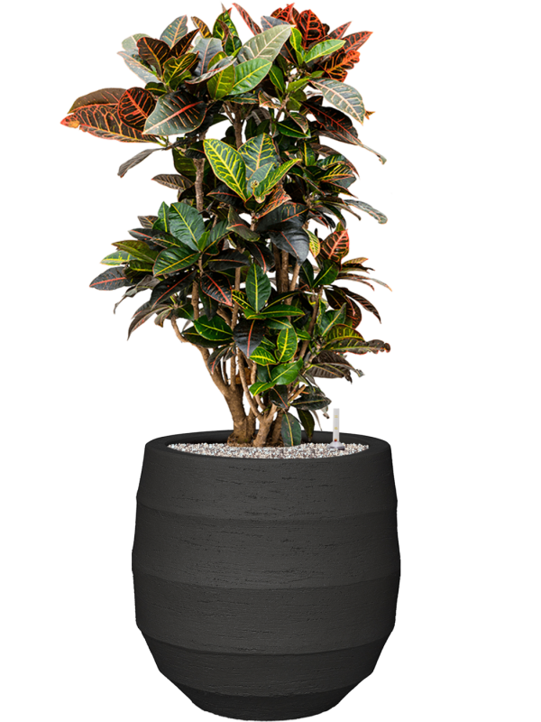 Croton (Codiaeum) variegatum 'Petra' en Bordo, Luca Lifestyle