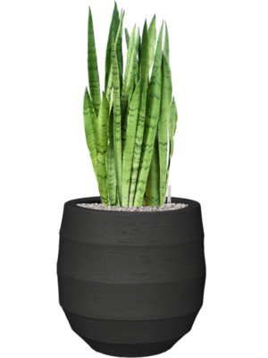 Sansevieria trifasciata 'Silver Mist' en Bordo