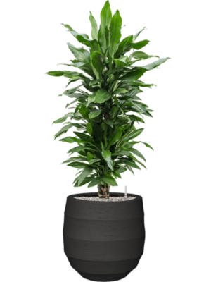 Dracaena fragrans 'Janet Lind' en Bordo