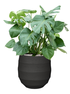 Monstera deliciosa en Bordo