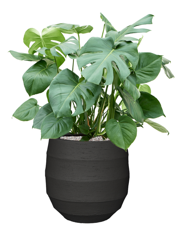 Monstera deliciosa en Bordo, Luca Lifestyle