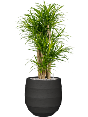 Pleomele (Dracaena) 'Anita Variegata' en Bordo